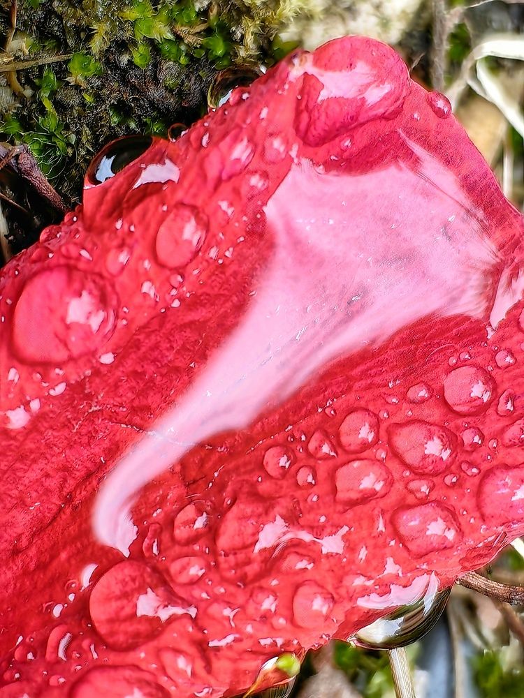 Photograph by Ольга Горох