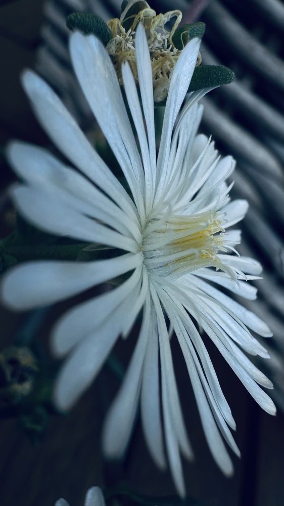 Photograph by Marina Hammerschmidt