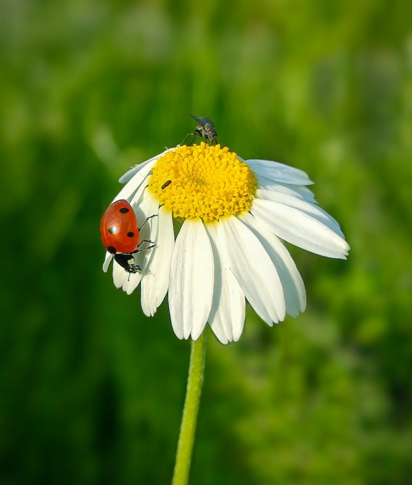 Macro Visitors