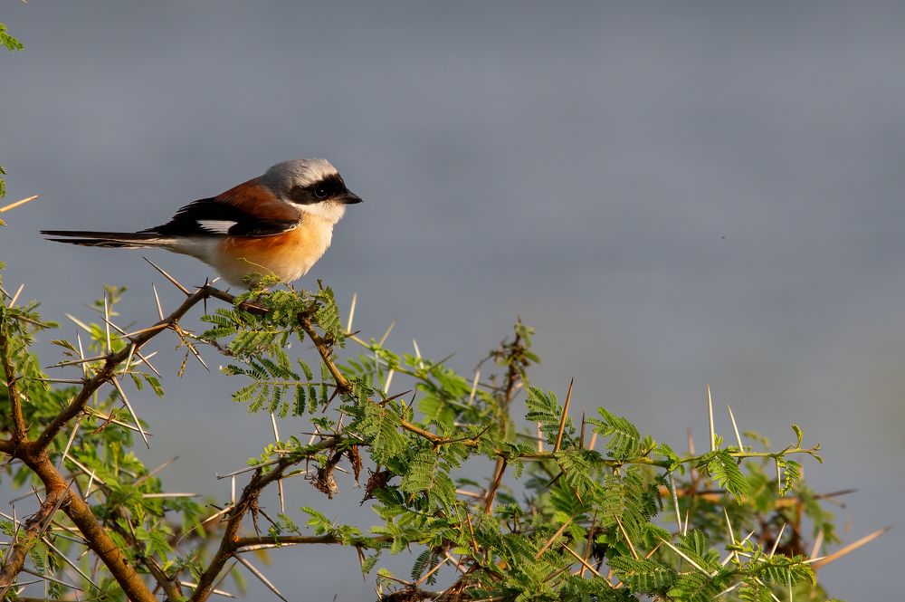 Фотография автора Kirtesh Mahant