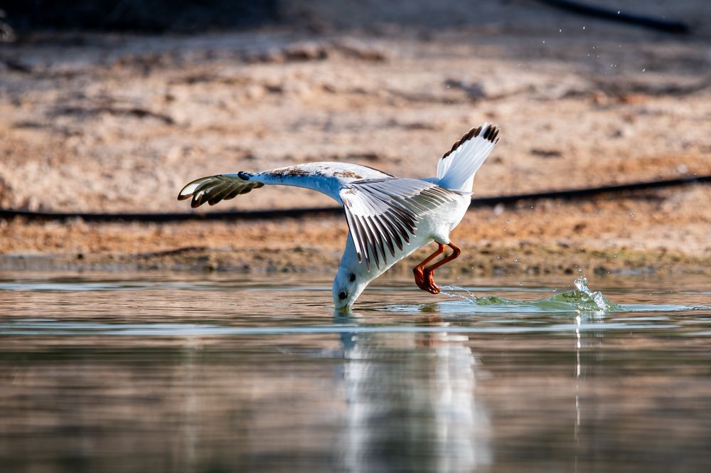 Фотография автора Kirtesh Mahant