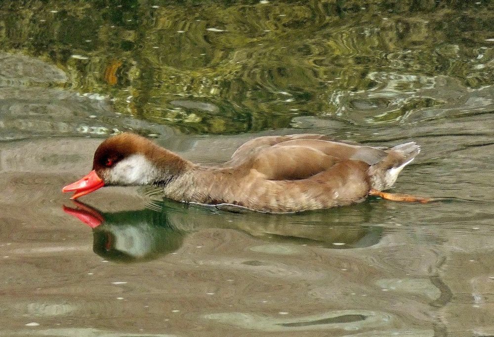 Photograph by backareva irina