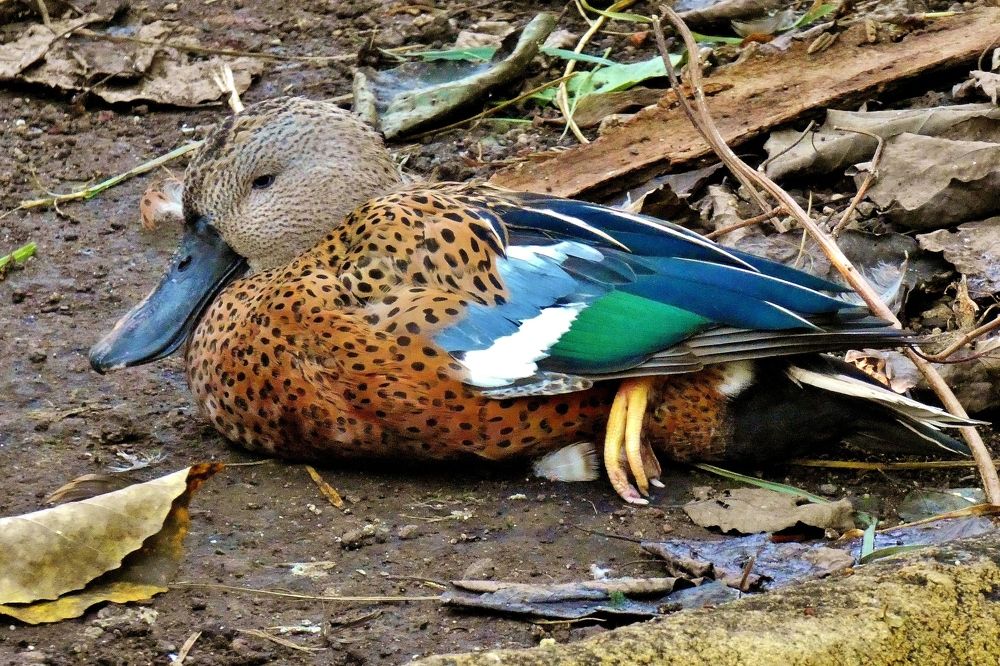 Уточка  широконоска !