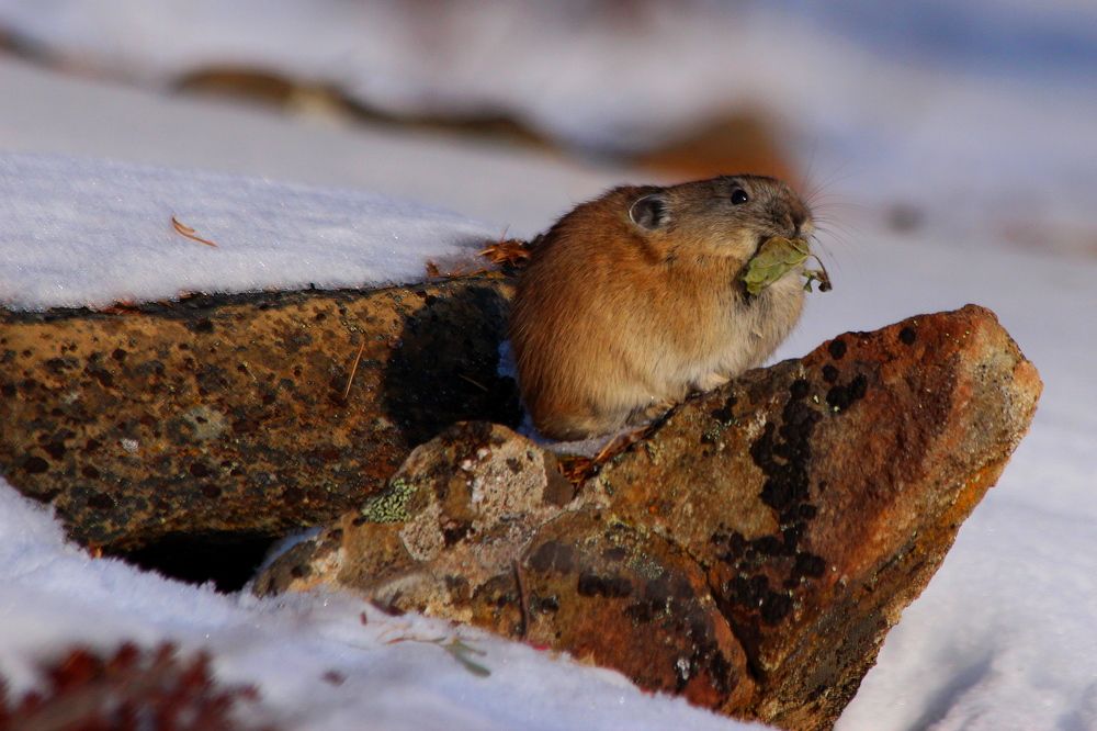 Photograph by Александр Велигура