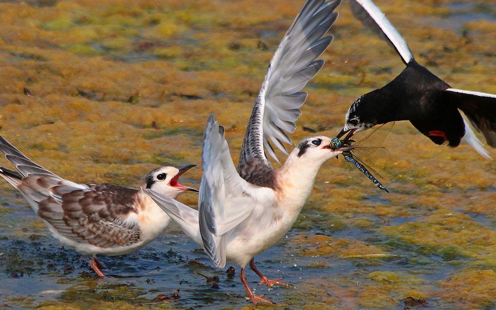 Photograph by Александр Велигура