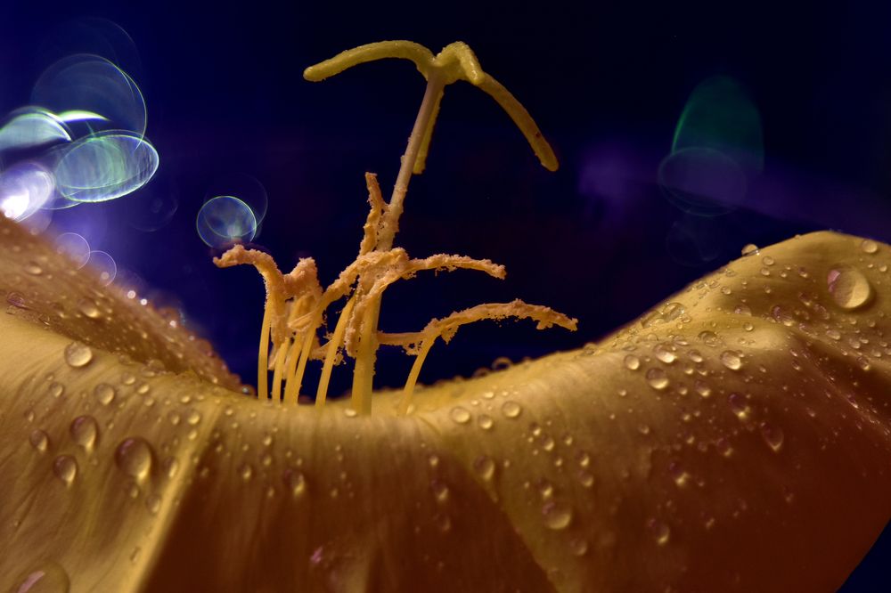 Photograph by Шипунова Ирина