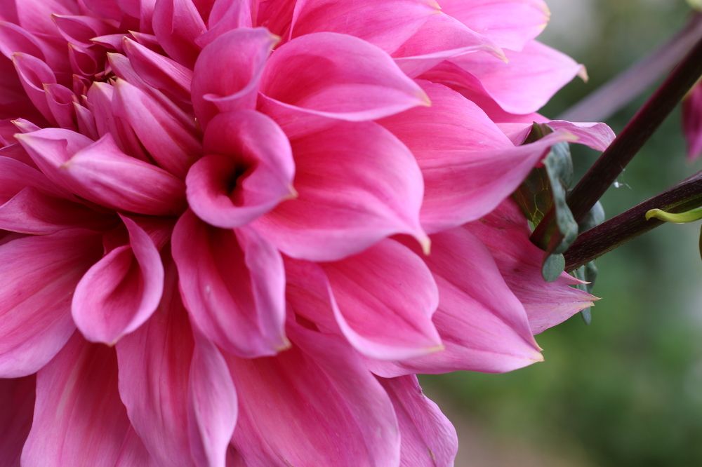 Photograph by АЛЛА ТАРАСЕНКО