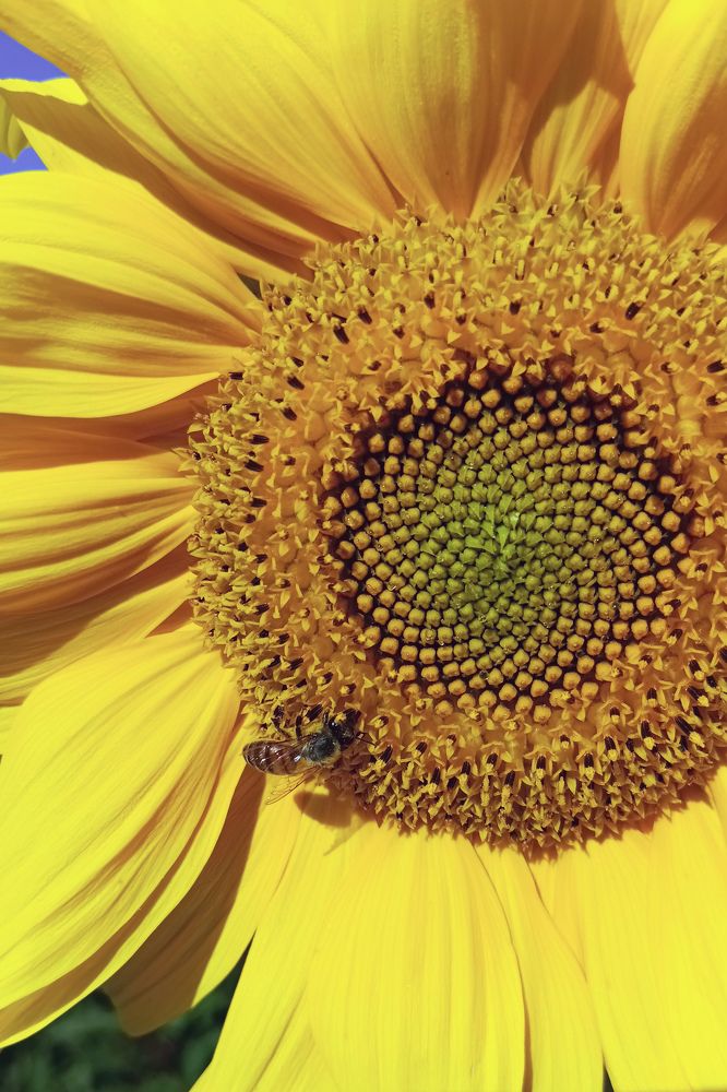 Фотография автора Larisa Meshkova