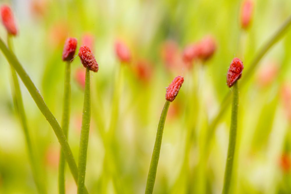 Photograph by Renato Fernandes Bandeira