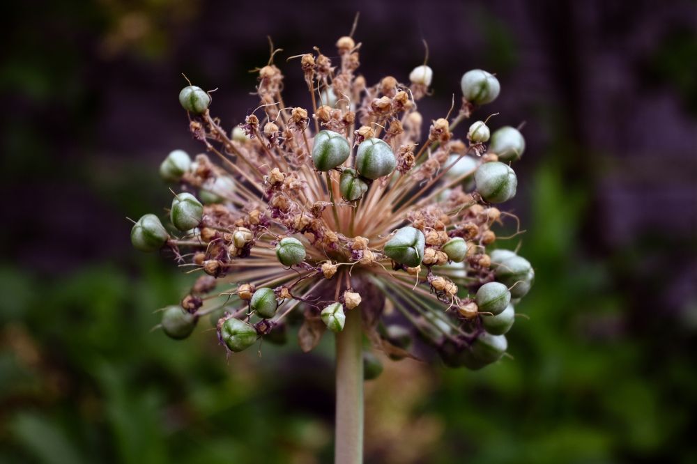 Фотография автора Larisa Meshkova