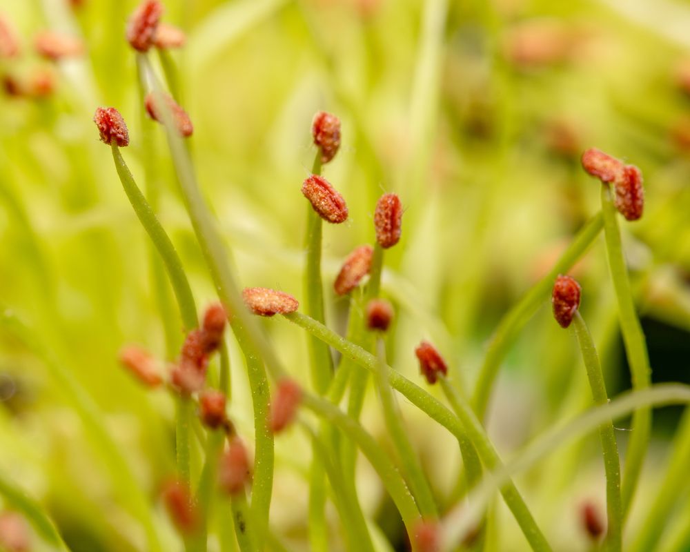 Photograph by Renato Fernandes Bandeira