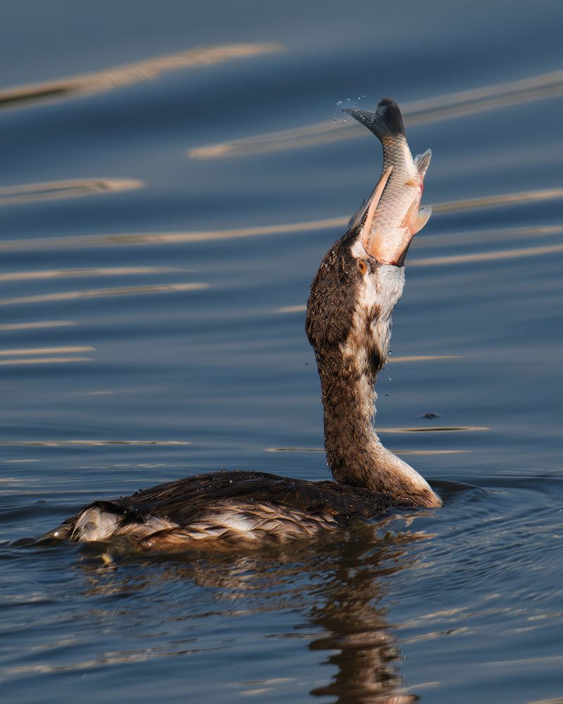 Photograph by Николай @nikfoto