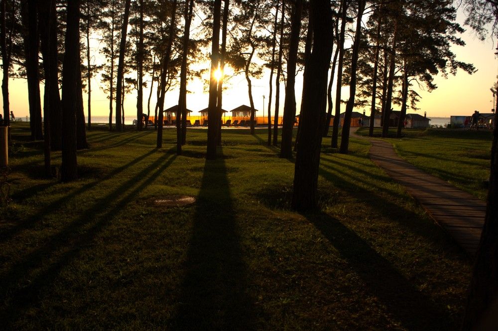 Shadows of trees at sunset
