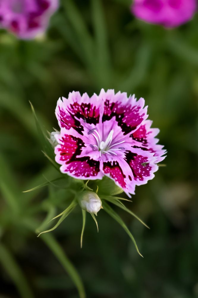 Photograph by zahra salardini