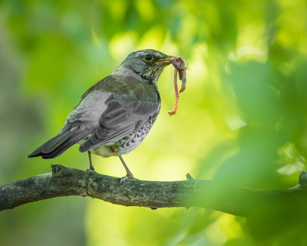 Фотография автора Суслов Дмитрий