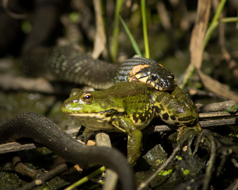 Фотография автора Суслов Дмитрий