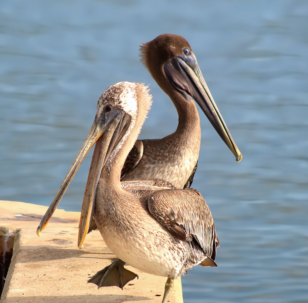 Coastal Companions: Young Pelicans on the Seawall