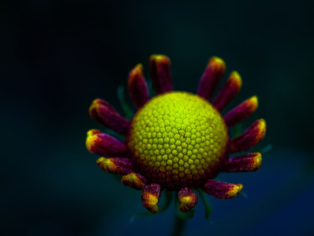 Фотография автора Ирина Гриценко