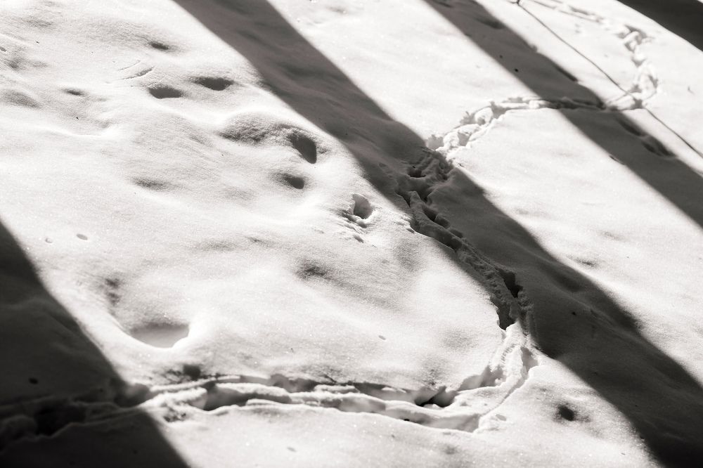 Photograph by Владимир Салапонов