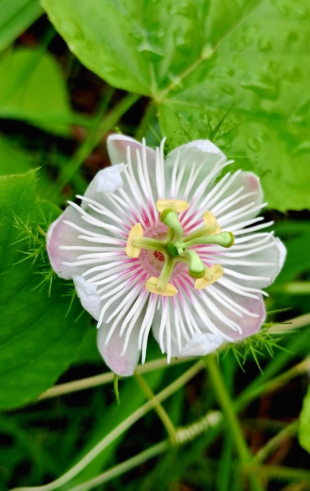 PASSIFLORA FOETIDA (WILD PASSION FRUIT)