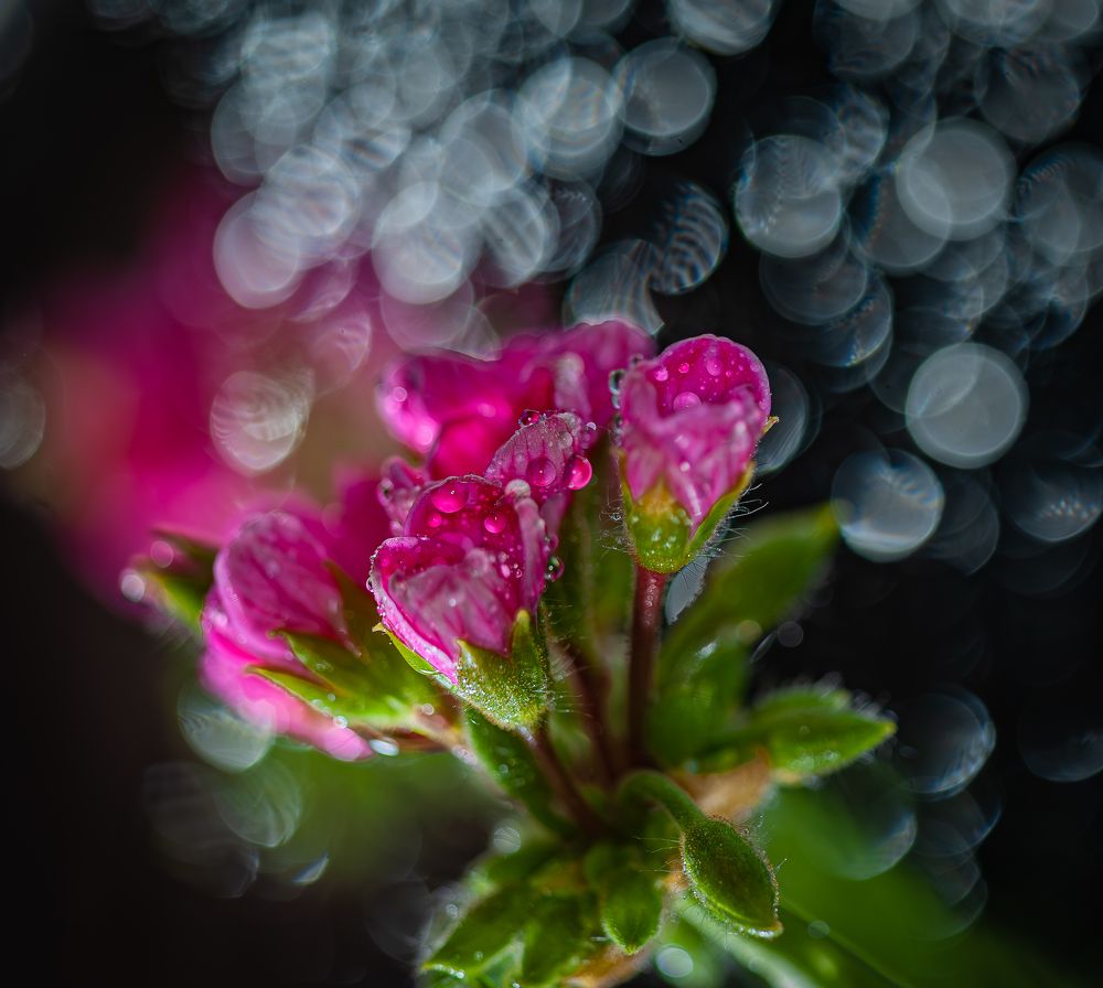 Photograph by Сергей Басов