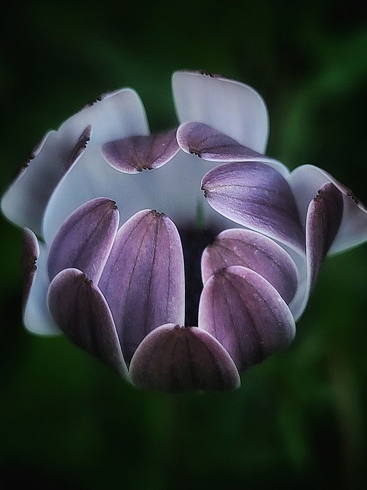 Photograph by Елена Иванова