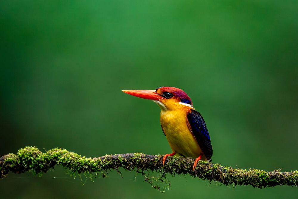 ORIENTAL DWARF KINGFISHER