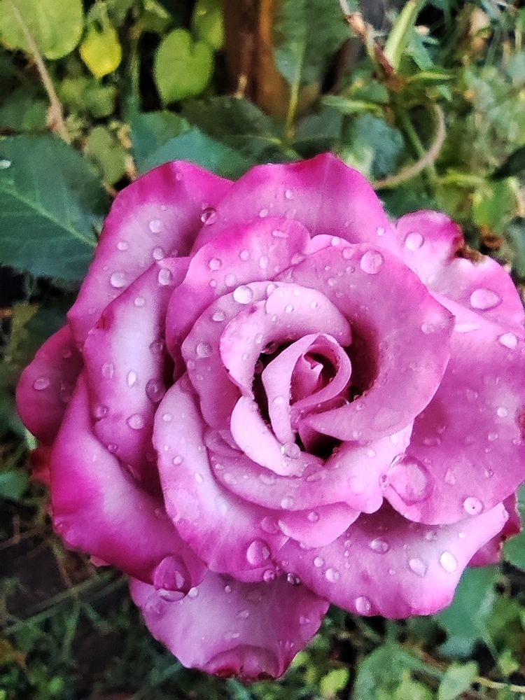 Photograph by Анна Напримерова