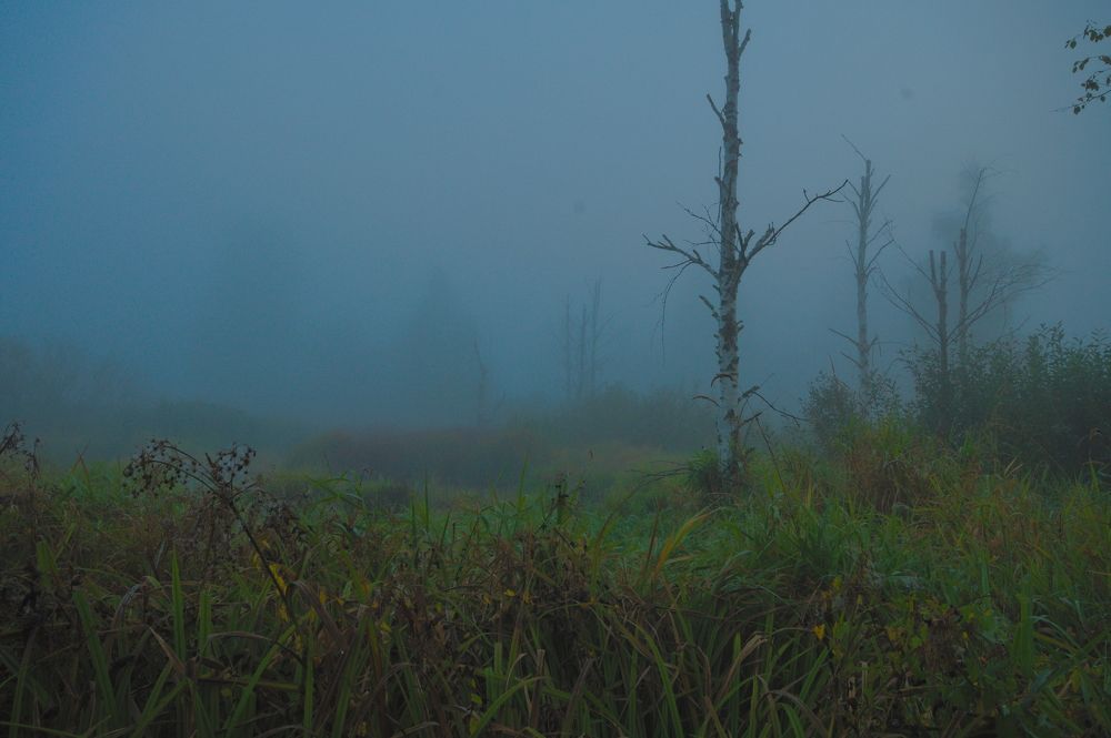 Photograph by Дмитрий Павлов