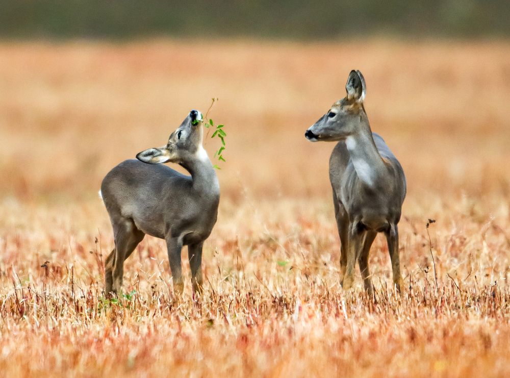 Photograph by Волынский Виктор