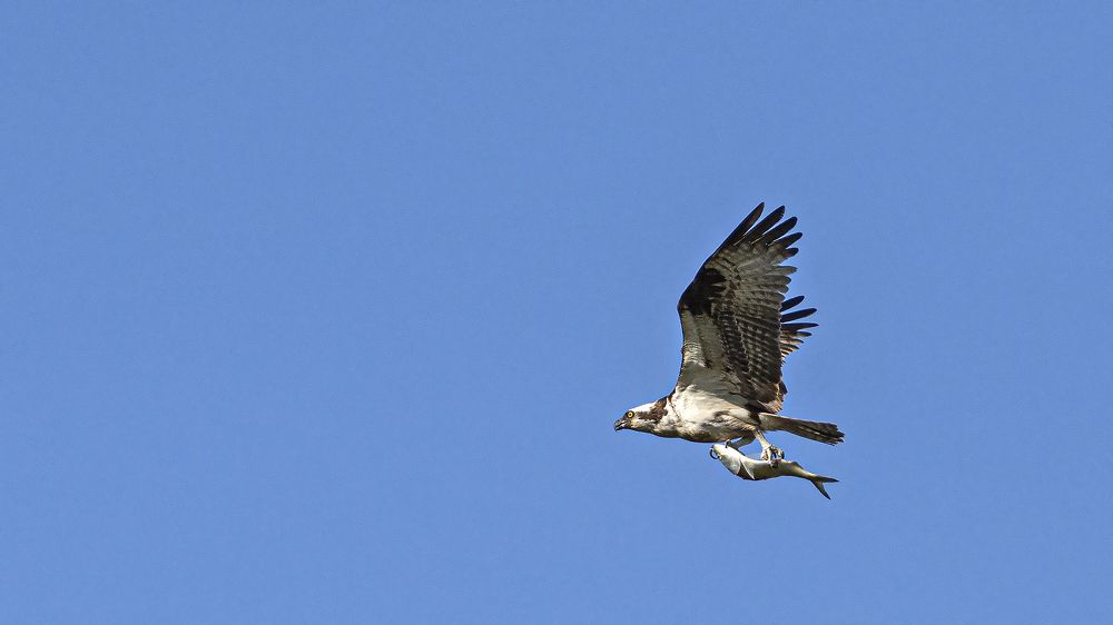 Photograph by Гришанов Пётр