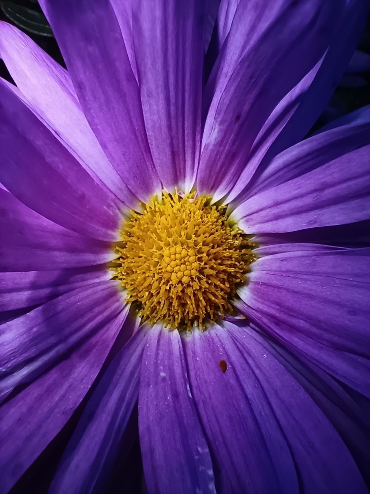 Фотография автора Андрей Занкович