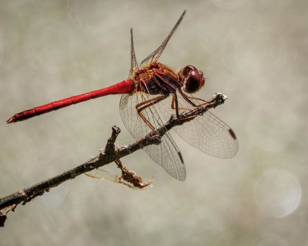 Photograph by Greg Noakes