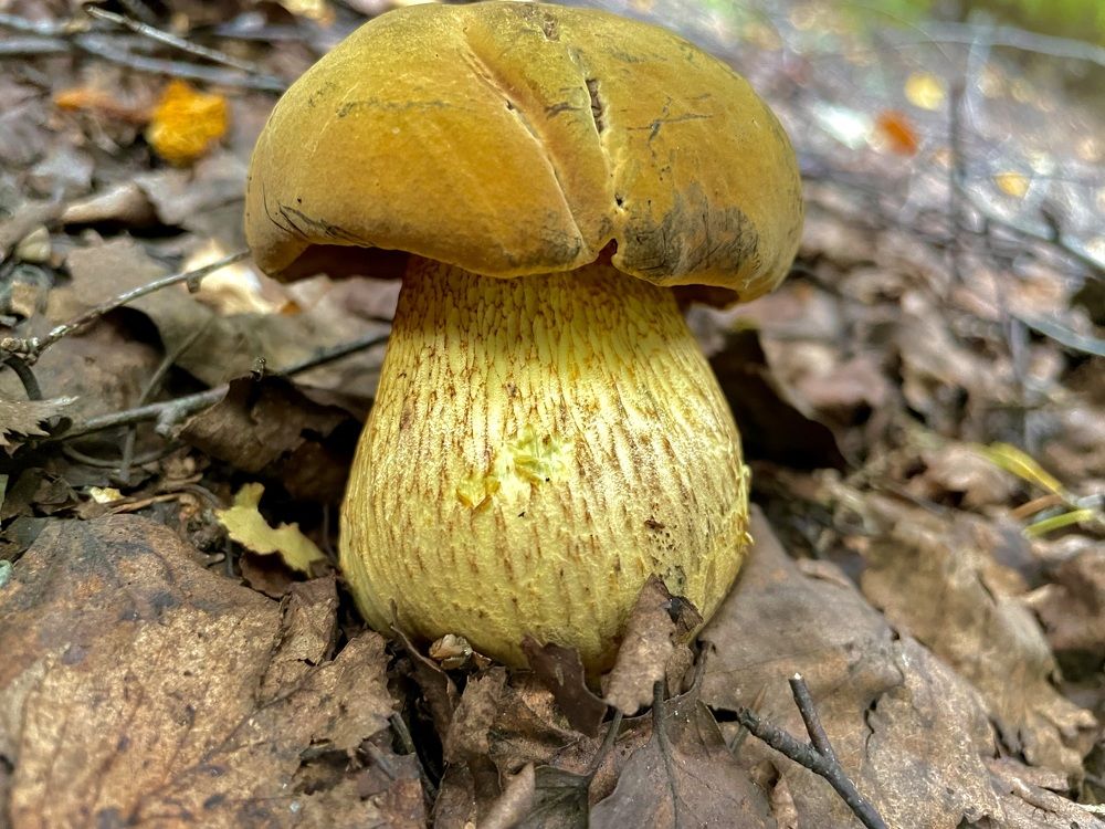 Дубовик крапчатый