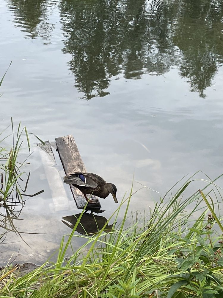 Утка нарцисс