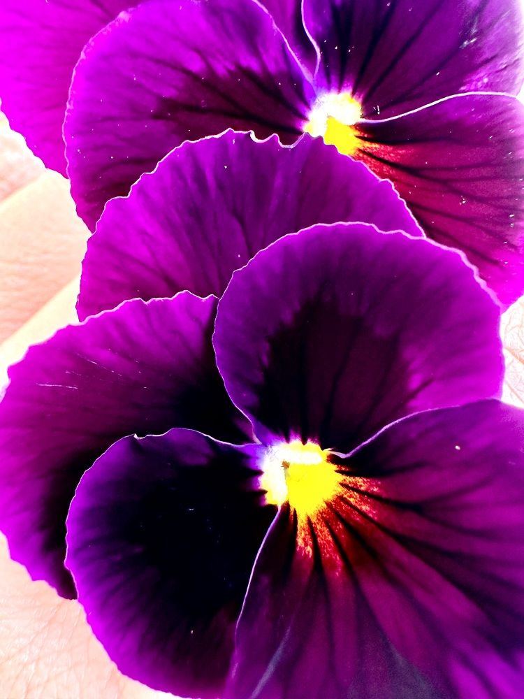 Photograph by Анастасия Конина