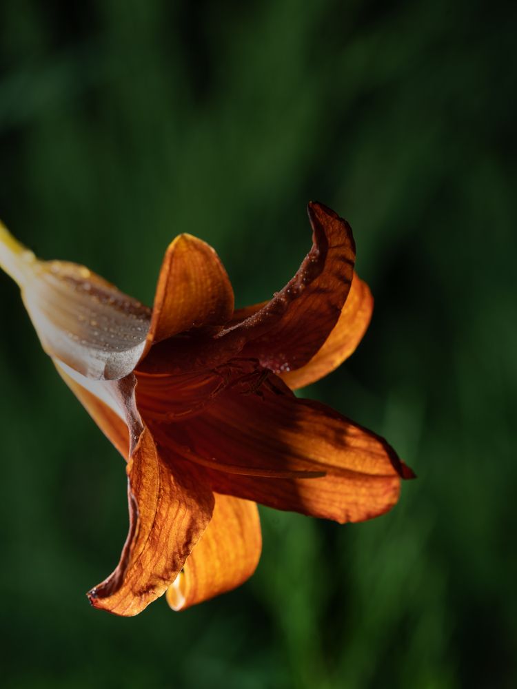 Photograph by Алина Еникеева