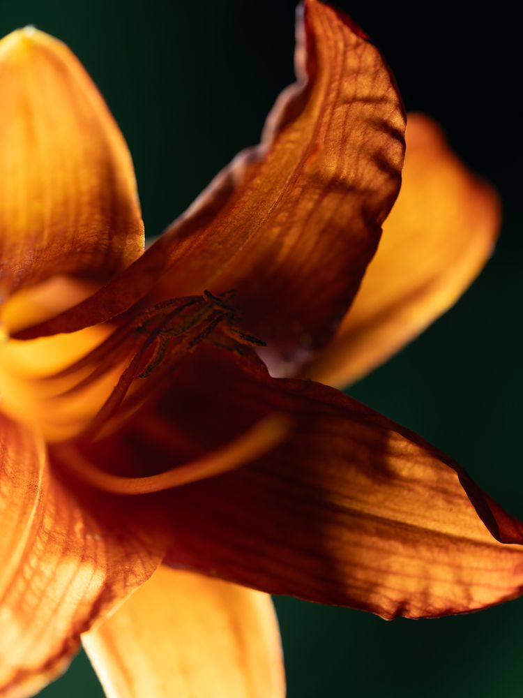 Photograph by Алина Еникеева