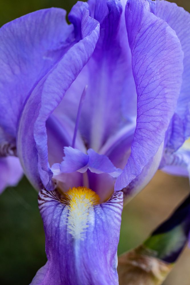 Photograph by Shalini Jain