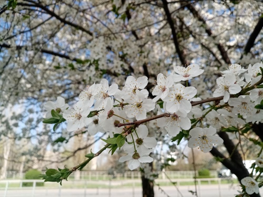 Photograph by Надежда Чаплынская