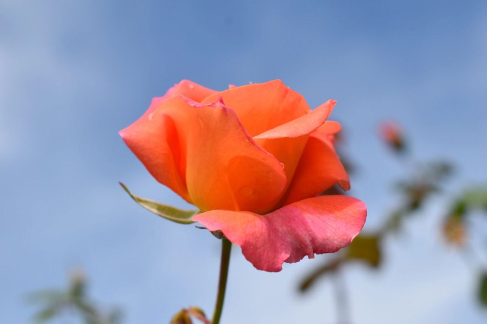 Фотография автора Наталья Сероглазова