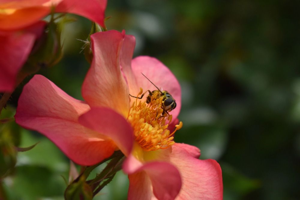 Фотография автора Наталья Сероглазова