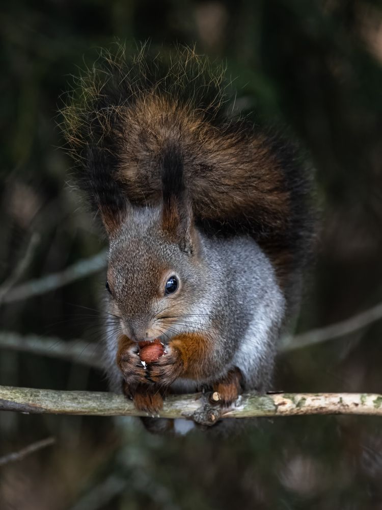 Photograph by Сергей Хабаров