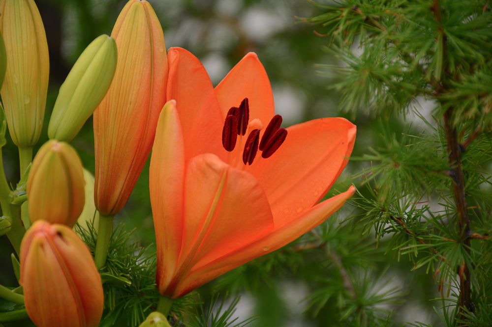 Photograph by Inna Ivanova