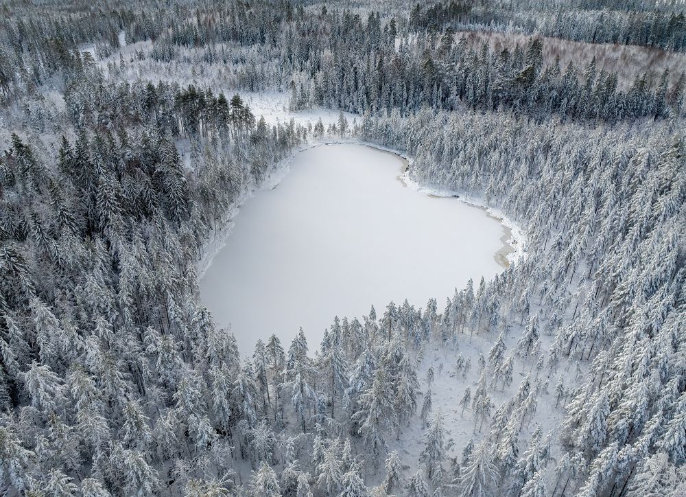 Сердце тайги