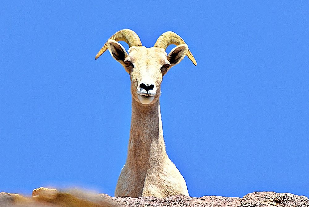 Watching Big Horn