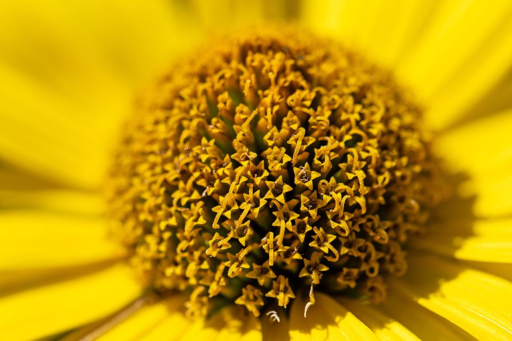 Золотая серединка