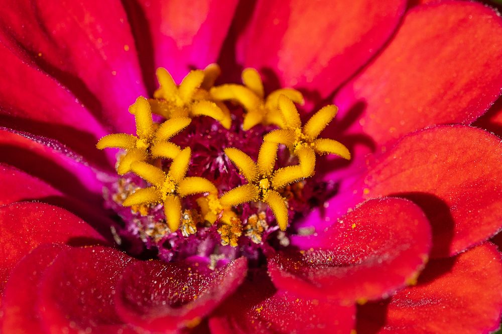 Цветочки в цветочке