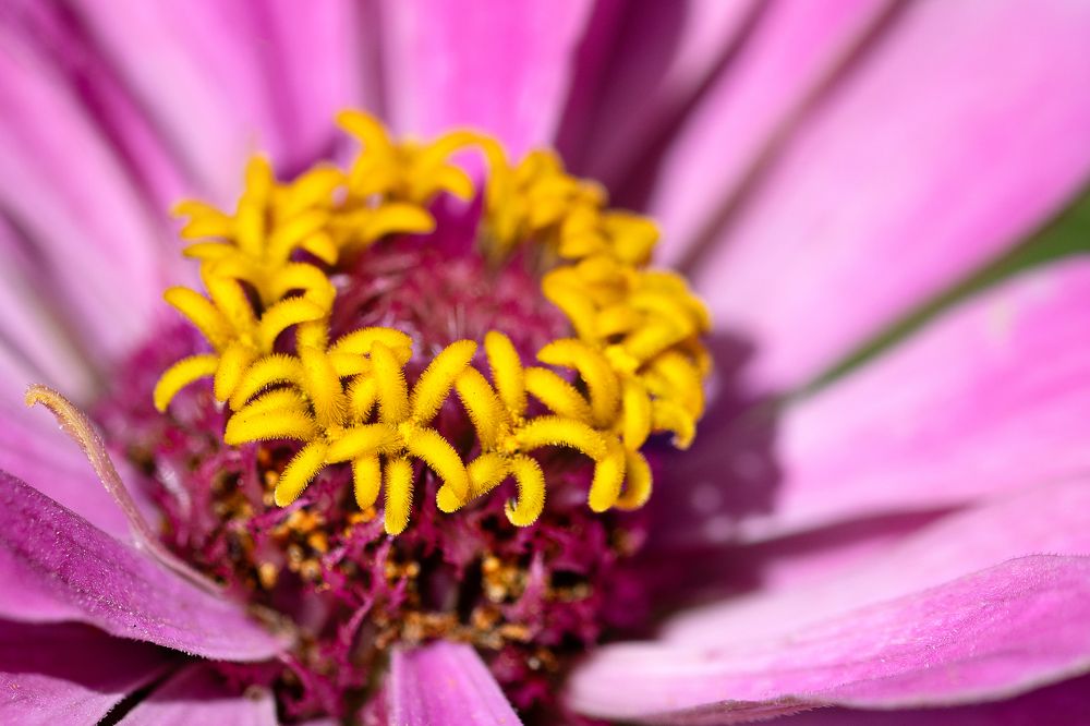 Золотая середина