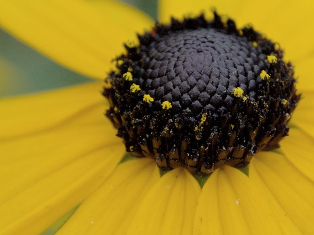Фотография автора Мария Жданова